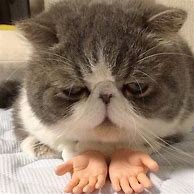 Image result for Cat Hands Meme