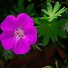 Image result for Geranium oxonianum ‘Lady Moore’