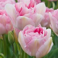 Image result for Tulipa Princess Angelique