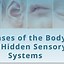 Image result for Human Sensory System