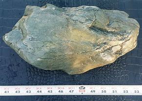 Image result for Agatized Petrified Wood