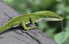 Image result for Chameleon Cartoon Lizard