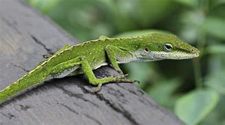 Image result for Types of Anole Lizards