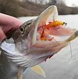 Image result for Fly Fishing Hook Remover
