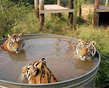Image result for Tiger Eating a Hippie Funny