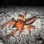 Image result for Giant Desert Spider