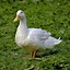 Image result for Biggest Duck in the World