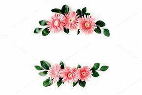 Image result for Pink Gerber Daisy Border