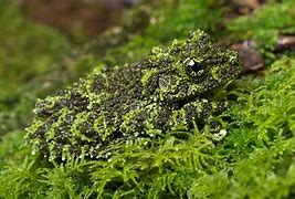 Image result for Frogs Comouflage