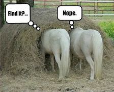 Image result for Hay Horse Meme