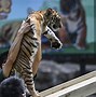 Image result for Guangdong Indoor Zoo