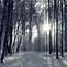 Image result for Winter Snow Forest Wallpaper
