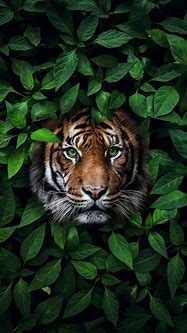 Image result for Tiger HD Wallpaper for iPhone