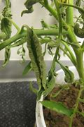 Image result for Tomato Plant Leaf Curl