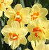 Bildergebnis für Narcissus Ascot
