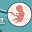 Image result for Gestational Age 9 Weeks