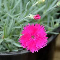 Image result for Dianthus Morning Star