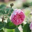Image result for Osiria Hybrid Tea Rose