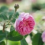 Image result for Hybrid Tea Rose Garden