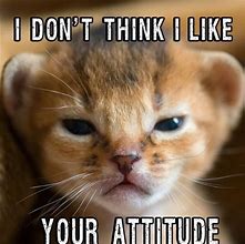 Image result for Angry Cat Quotes