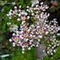 Image result for Saxifraga Satinzwerg