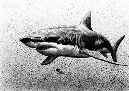 Image result for Great White Side