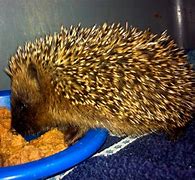 Image result for What to Feed Hedgehogs