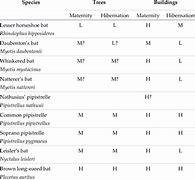 Image result for Colorado Bat Species