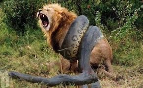 Image result for Big Animals Fighting