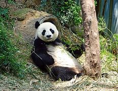 Image result for Rolex Panda Meme