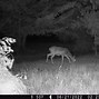 Image result for Backyard Wildlife Camera
