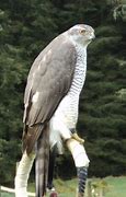Image result for Giant Hawk