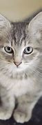 Image result for Grey Cat Photos