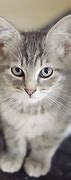 Image result for Cat Meme with Universe