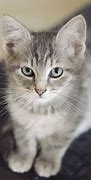 Image result for Gray Cat Face