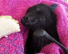 Image result for Largest Fruit Bat