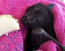 Image result for Malaysian Fruit Bat