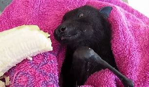 Image result for Pet Fruit Bat