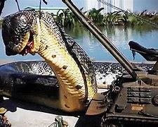 Image result for Biggest Sea Snake
