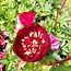 Image result for Paeonia lactiflora Buckeye Belle