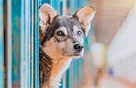 Image result for Animal Shelters & Humane Societies