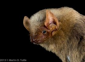 Image result for Western Yellow Bat