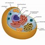 Image result for Animal Cell Icon