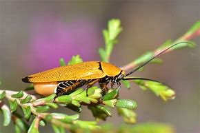 Image result for Cockroach