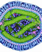 Image result for Measles Bacteria