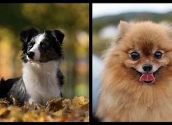 Image result for What Is the Most Cutest Dog in the World