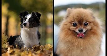 Image result for 10 Most Cutest Dogs