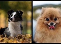 Image result for 10 Cute Dog Breeds