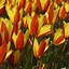 Tulipa clusiana var chrysantha Tubergens Gem కోసం చిత్ర ఫలితం