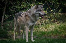 Image result for Friendly Wolf